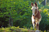 MAM 14 KH0268 01
Irish Magpie Colt Standing On Hill France