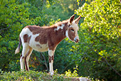 MAM 14 KH0269 01
Irish Magpie Colt Standing On Hill France