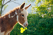 MAM 14 KH0271 01
Head Shot Of Irish Magpie Colt Eating Leaves France