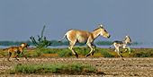 MAM 14 KH0273 01
Wild Dog Chasing Wild Ass And Colt Through Plains Gujarat, India