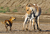 MAM 14 KH0274 01
Wild Ass Protecting Colt From Wild Dog Gujarat, India