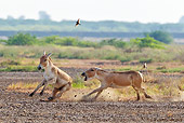 MAM 14 KH0275 01
Two Wild Ass Stallions Fighting Over Territory In Plains Gujarat, India