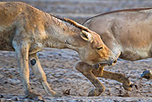 MAM 14 KH0276 01
Close-Up Of Two Wild Ass Stallions Fighting In Mud Gujarat, India