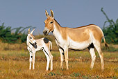 MAM 14 KH0277 01
Wild Ass And Colt Standing In Plains Gujarat, India