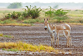MAM 14 KH0278 01
Wild Ass And Colt Standing In Plains Gujarat, India