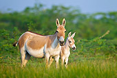MAM 14 KH0279 01
Wild Ass And Colt Standing In Plains Gujarat, India