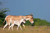 MAM 14 KH0280 01
Wild Ass And Colt Walking Through Plains Gujarat, India