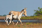 MAM 14 KH0281 01
Wild Ass And Colt Trotting Through Plains Gujarat, India