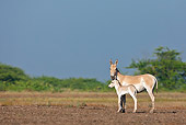 MAM 14 KH0282 01
Wild Ass And Colt Standing In Plains Gujarat, India