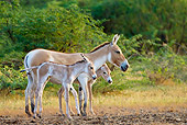 MAM 14 KH0283 01
Wild Ass And Two Foals Standing In Plains Gujarat, India