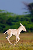 MAM 14 KH0284 01
Portrait Of Wild Ass Colt Galloping Through Plains Gujarat, India