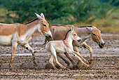MAM 14 KH0285 01
Territorial Wild Ass Stallion Trying To Keep Female With Her Foal Gujarat, India