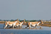 MAM 14 KH0286 01
Three Wild Ass Wading Through Salt Marsh Gujarat, India