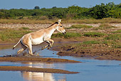 MAM 14 KH0287 01
Wild Ass Jumping Over Channel In Salt Marsh Gujarat, India