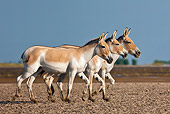 MAM 14 KH0288 01
Three Wild Ass Walking Through Plains Gujarat, India