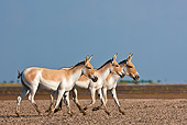MAM 14 KH0289 01
Three Wild Ass Walking Through Plains Gujarat, India