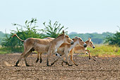 MAM 14 KH0290 01
Territorial Wild Ass Stallion Trying To Keep Female With Her Foal Gujarat, India