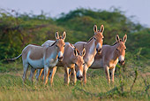 MAM 14 KH0291 01
Four Wild Ass Standing In Plains At Sunset Gujarat, India