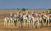 MAM 14 KH0292 01
Group Of Wild Ass And Foals Standing In Plains Gujarat, India
