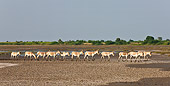 MAM 14 KH0293 01
Group Of Wild Ass Walking Through Plains After Monsoon Gujarat, India