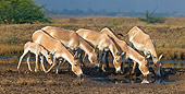 MAM 14 KH0294 01
Group Of Wild Ass And Foals Drinking Water Gujarat, India