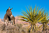 MAM 14 KH0295 01
Feral Donkey Standing Near Yucca Plant In Mojave Desert, Nevada