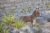 MAM 14 KH0296 01
Feral Donkey Colt Standing Near Yucca Plant In Mojave Desert, Nevada