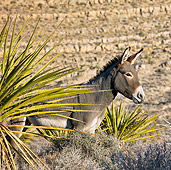 MAM 14 KH0297 01
Feral Donkey Standing Near Yucca Plant In Mojave Desert, Nevada