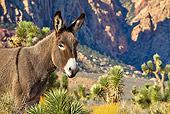 MAM 14 KH0298 01
Feral Donkey Standing Near Yucca Plant And Joshua Trees In Mojave Desert, Nevada