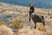 MAM 14 KH0299 01
Feral Donkey Standing Near Cholla Cactus In Mojave Desert, Nevada