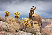 MAM 14 KH0300 01
Feral Donkey Colt Standing Near Cholla Cactus In Mojave Desert, Arizona