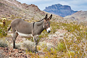 MAM 14 KH0301 01
Feral Donkey Standing In Mojave Desert, Arizona