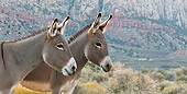 MAM 14 KH0302 01
Two Feral Donkeys Standing In Mojave Desert, Nevada