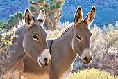 MAM 14 KH0303 01
Two Feral Donkeys Standing In Mojave Desert, Nevada