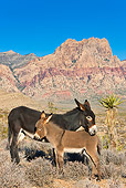 MAM 14 KH0304 01
Feral Donkey Mother And Colt Basking In Morning Sun At Mojave Desert, Nevada