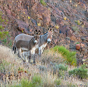 MAM 14 KH0305 01
Feral Donkey Mother And Colt Standing On Rocky Slope In Mojave Desert, Arizona