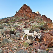 MAM 14 KH0306 01
Two Feral Donkeys Walking Down Rocky Slope In Mojave Desert, Arizona