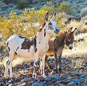 MAM 14 KH0307 01
Two Feral Donkeys Standing On Rocky Slope In Mojave Desert, Arizona