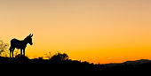 MAM 14 KH0308 01
Silhouette Of Feral Donkey At Sunset In Mojave Desert, Arizona