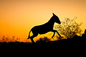MAM 14 KH0309 01
Silhouette Of Feral Donkey Galloping At Sunset In Mojave Desert, Arizona