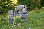 MAM 14 KH0310 01
Common Donkey And Foal Grazing In Meadow France