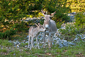MAM 14 KH0311 01
Common Donkey And Foal Grazing In Meadow France