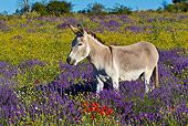 MAM 14 KH0313 01
Common Donkey Grazing In Meadow Of Lavender And Poppies France