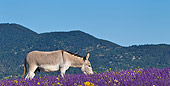 MAM 14 KH0314 01
Common Donkey Grazing In Meadow Of Lavender France