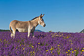 MAM 14 KH0315 01
Common Donkey Grazing In Meadow Of Lavender France