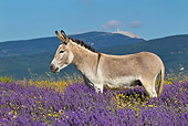 MAM 14 KH0316 01
Common Donkey Grazing In Meadow Of Lavender By Mont Ventoux, France