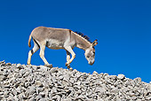 MAM 14 KH0318 01
Common Donkey Walking Down Mound Of Rocks France