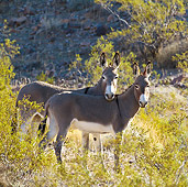 MAM 14 KH0319 01
Wild Burro Mother And Colt In Mojave Desert, Arizona