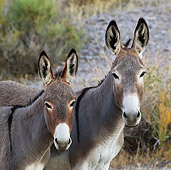 MAM 14 KH0320 01
Close-Up Of Wild Burro Mother And Colt In Mojave Desert, Arizona