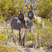 MAM 14 KH0321 01
Wild Burro Mother And Colt In Mojave Desert, Arizona